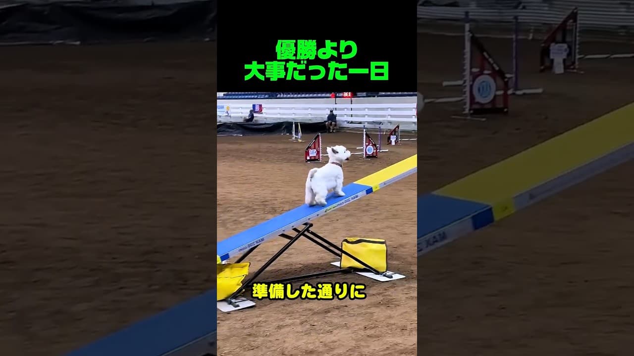 優勝より大事だった一日#犬#ウェスティ#犬動画#癒やし#感動#かわいい#わんこ#dog#shorts#おすすめ#バズれ#動物#ほっこり#拍手#感動する話 #わんこ