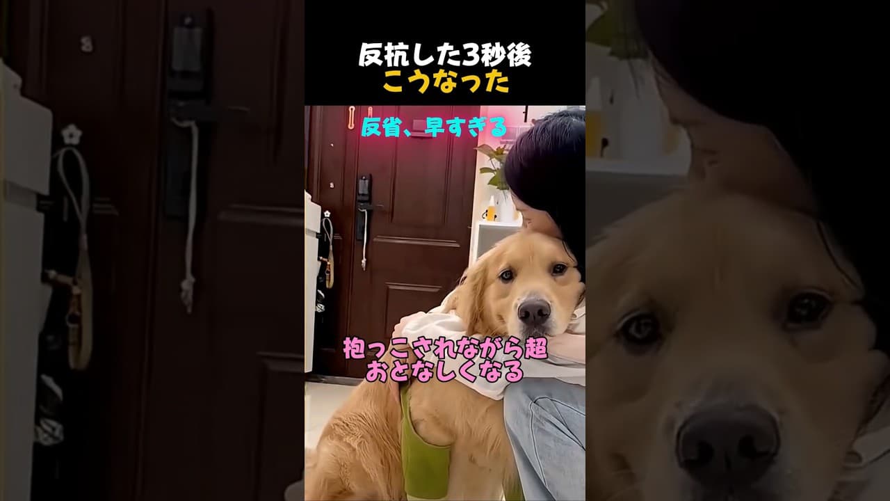 「完全に理解した犬。」