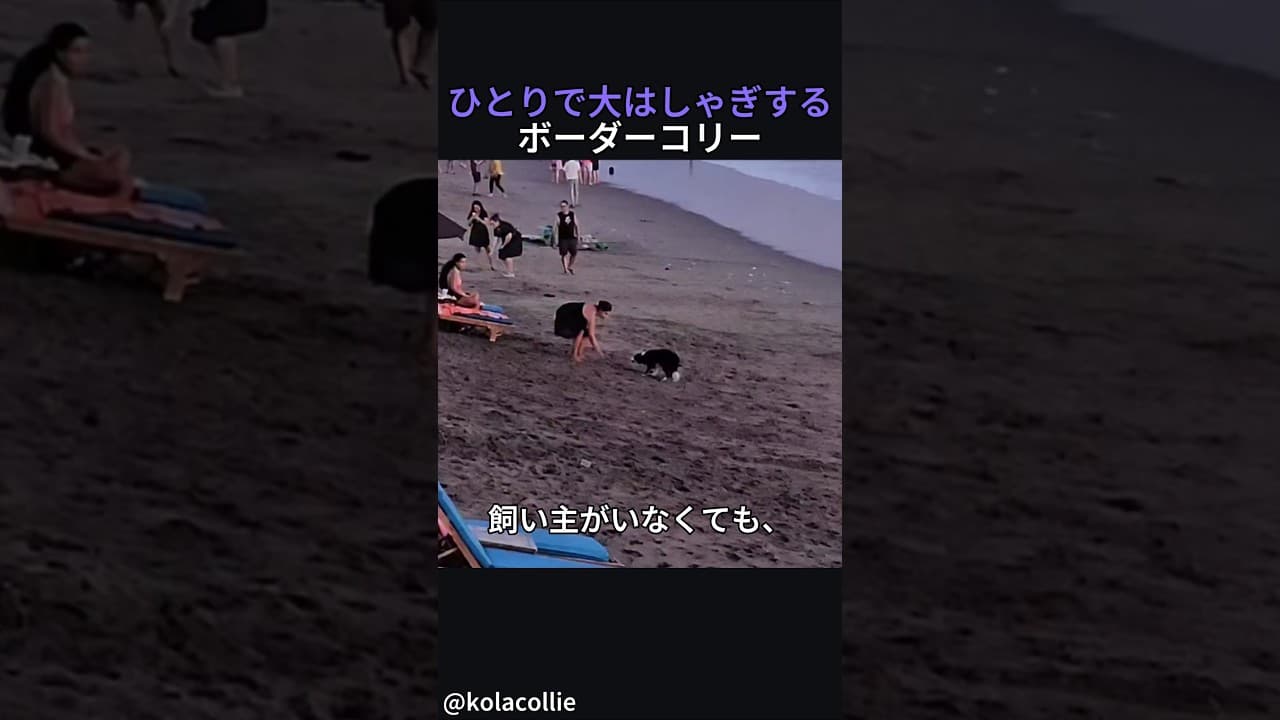 ひとりで大はしゃぎするボーダーコリー