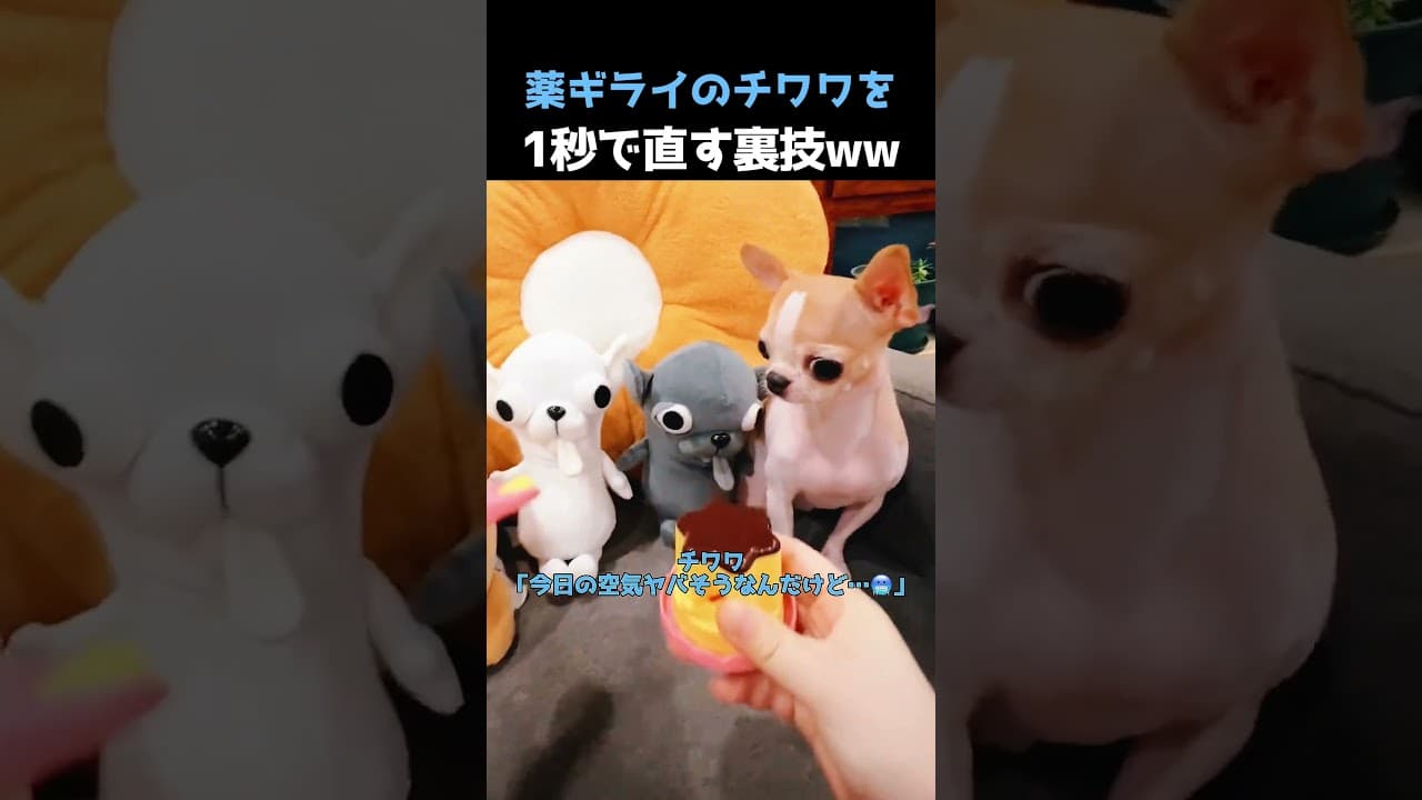 犬の薬嫌いを一瞬で直すショック療法が強烈すぎるwww #チワワ #犬あるある