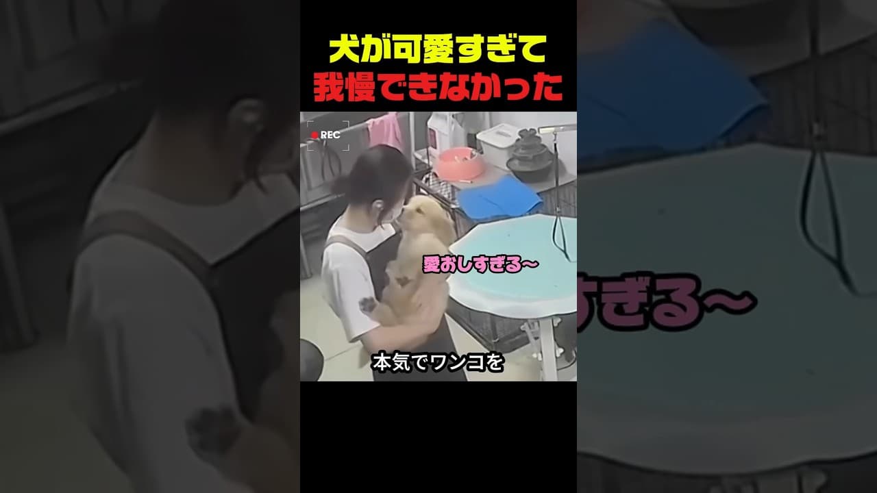 犬を愛しすぎるトリマー、仕事中こうなる#トリマー  #犬  #犬動画 #ペットサロン #癒し動画